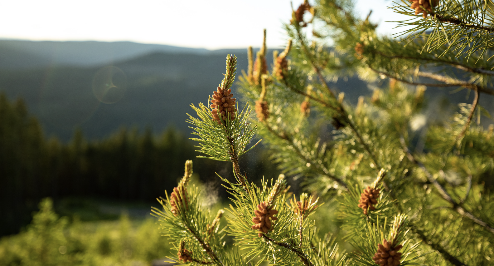 2026年、日本の花粉危機：春の美しさの裏に広がる現実